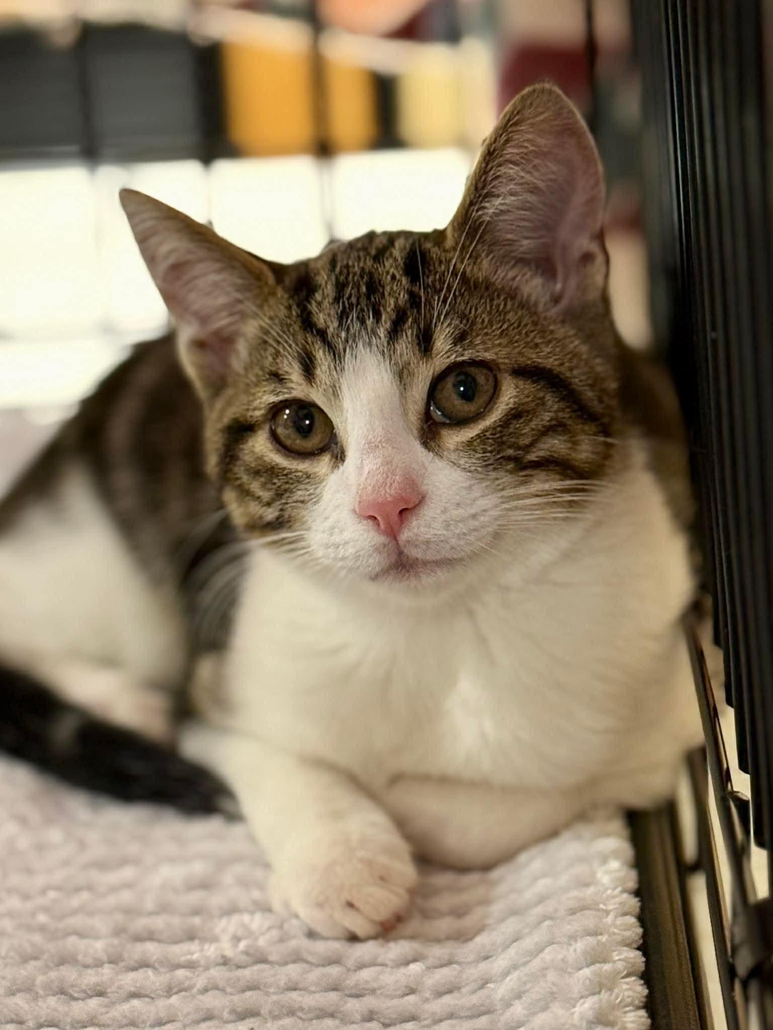 Enlarge Bingley kitten, an adopted Domestic Short Hair in Jackson, GA image 2/5