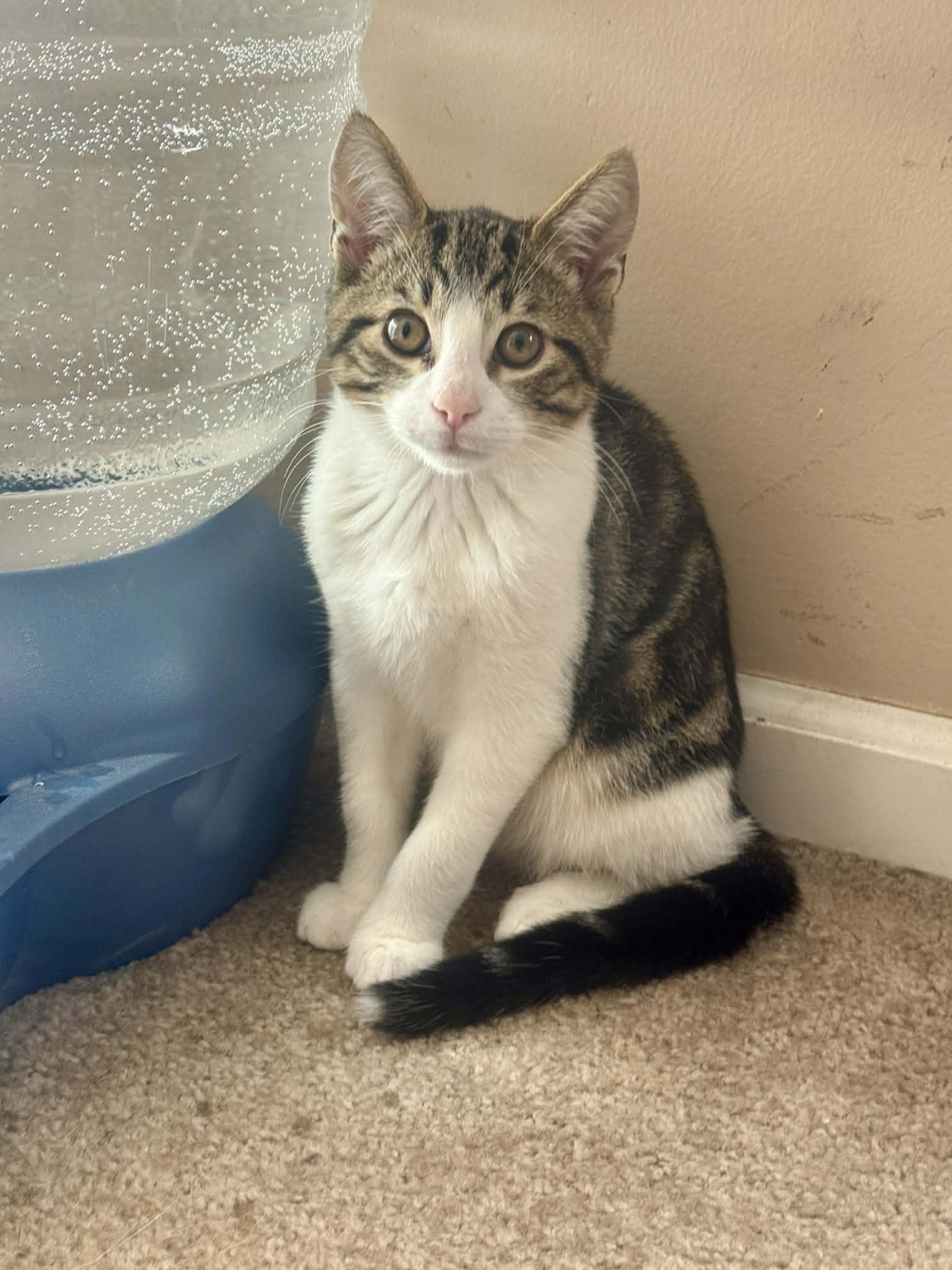 Enlarge Bingley kitten, an adopted Domestic Short Hair in Jackson, GA image 3/5