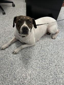 Nico Robin, ADOPTABLE, Adult Female Pit Bull Terrier.