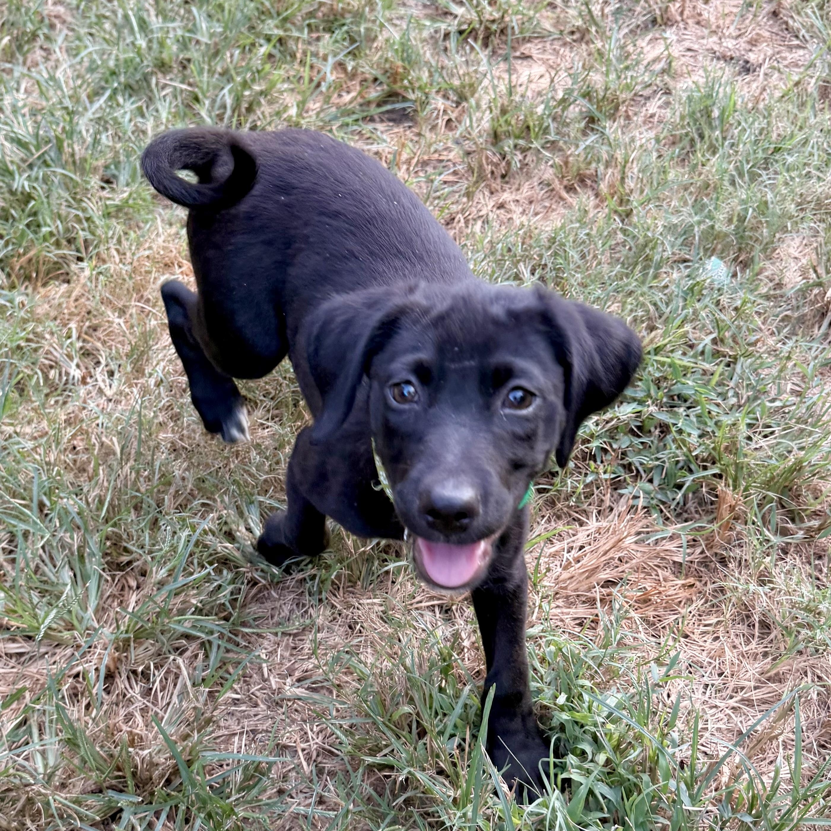 Ezra RR-No Longer Accepting Application, a Adoptable mixed breed in South Portland, ME image 2/2
