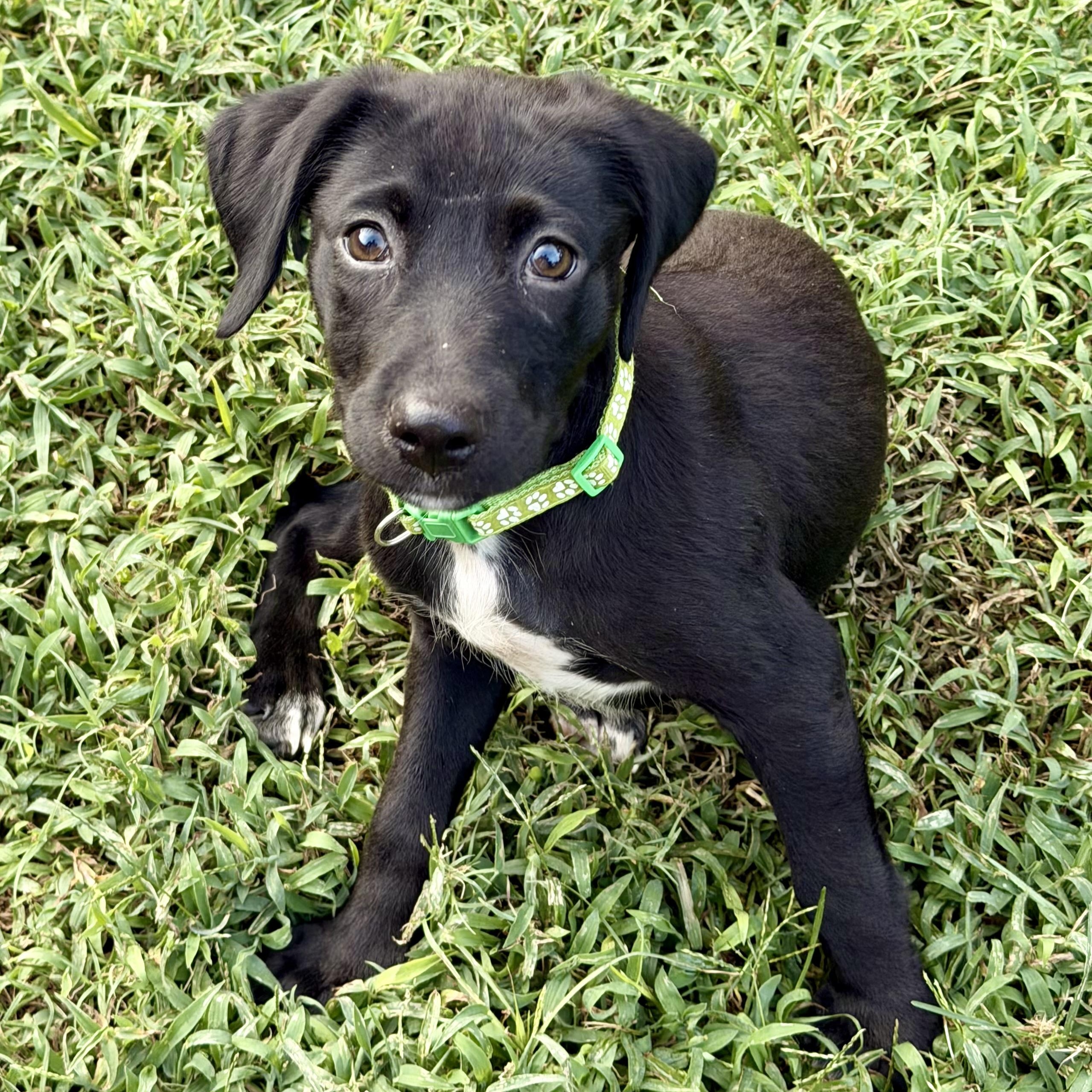 Ezra RR-No Longer Accepting Application, a Adoptable mixed breed in South Portland, ME image 1/2