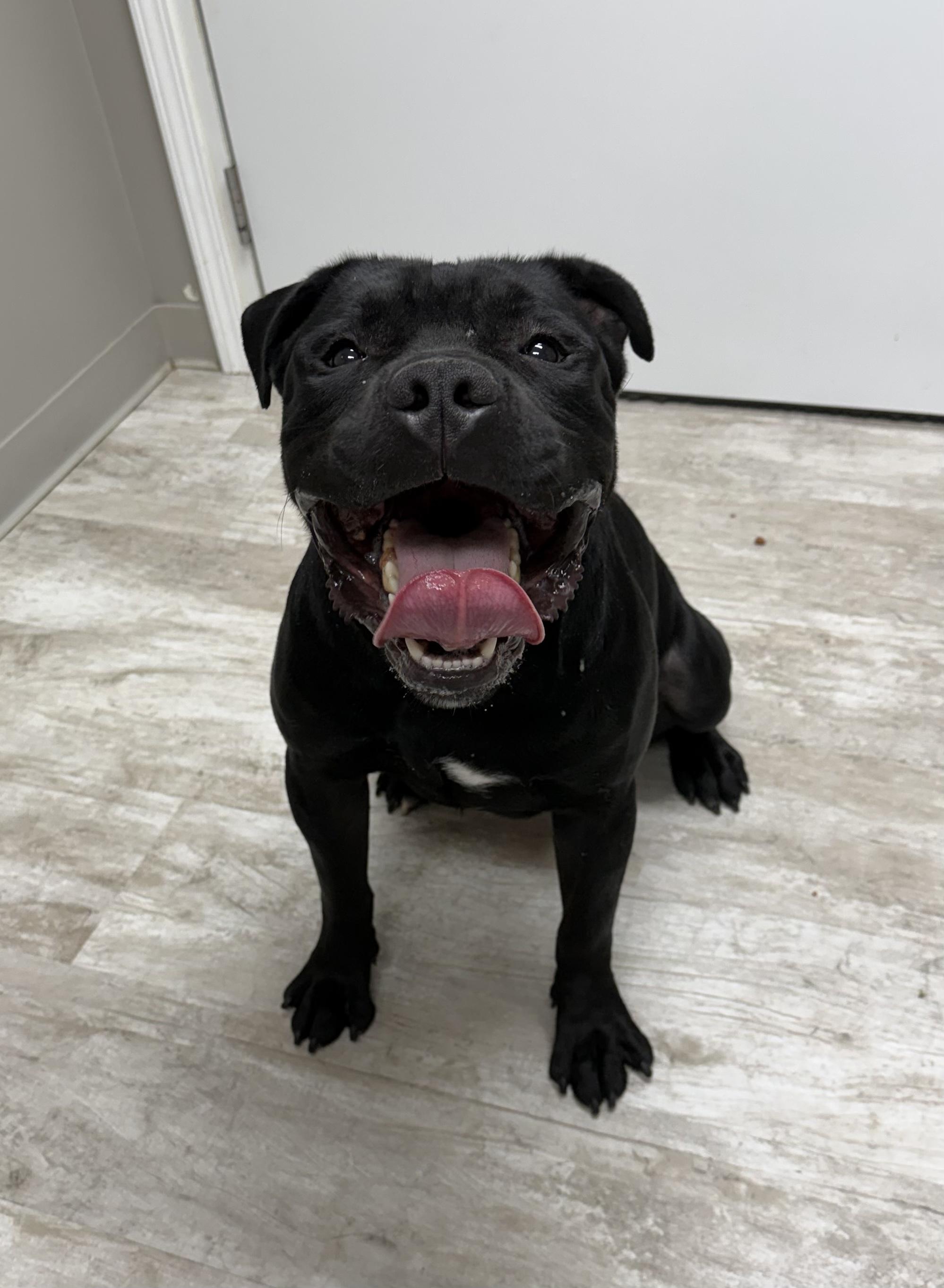 Enlarge Angus, a ADOPTABLE Pit Bull Terrier in Urbana, OH image 1/1