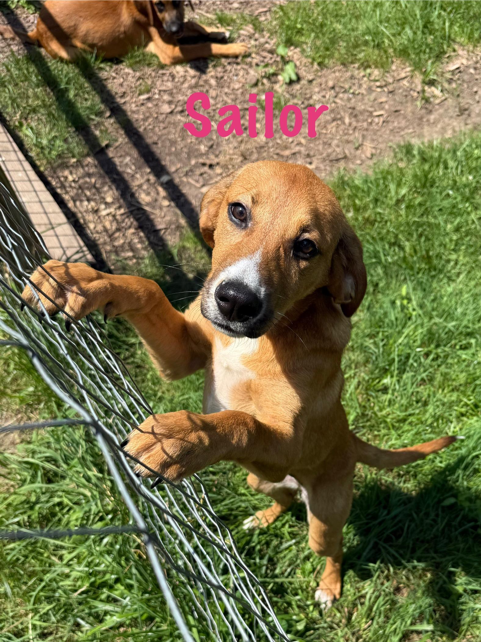 Sailor, Baby Female Shepherd