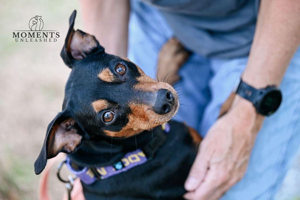 Enlarge Nero, a Adoptable Miniature Pinscher in Myakka City, FL image 2/4