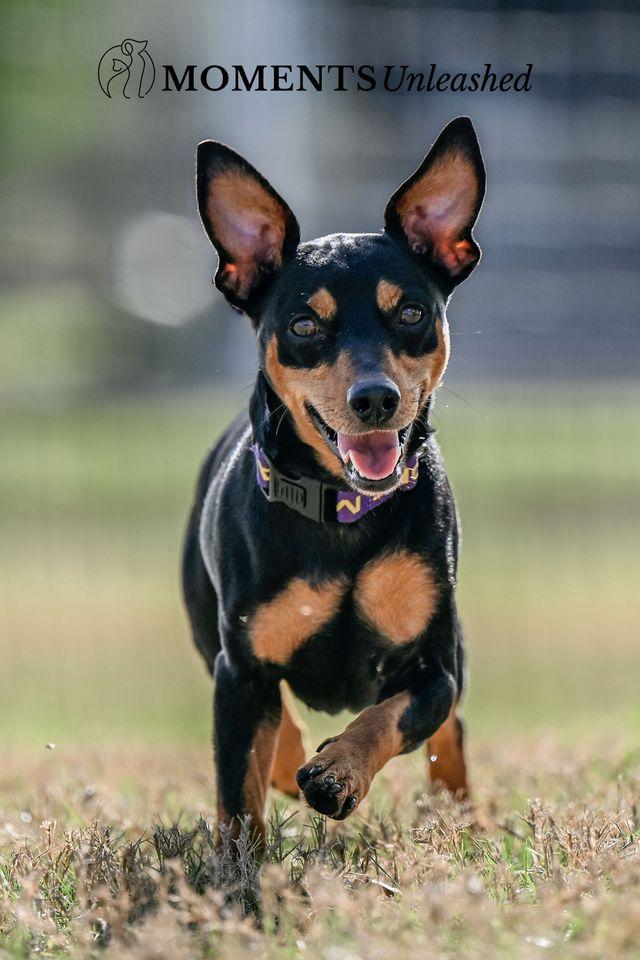 Nero, Adoptable, Adult Male Miniature Pinscher.