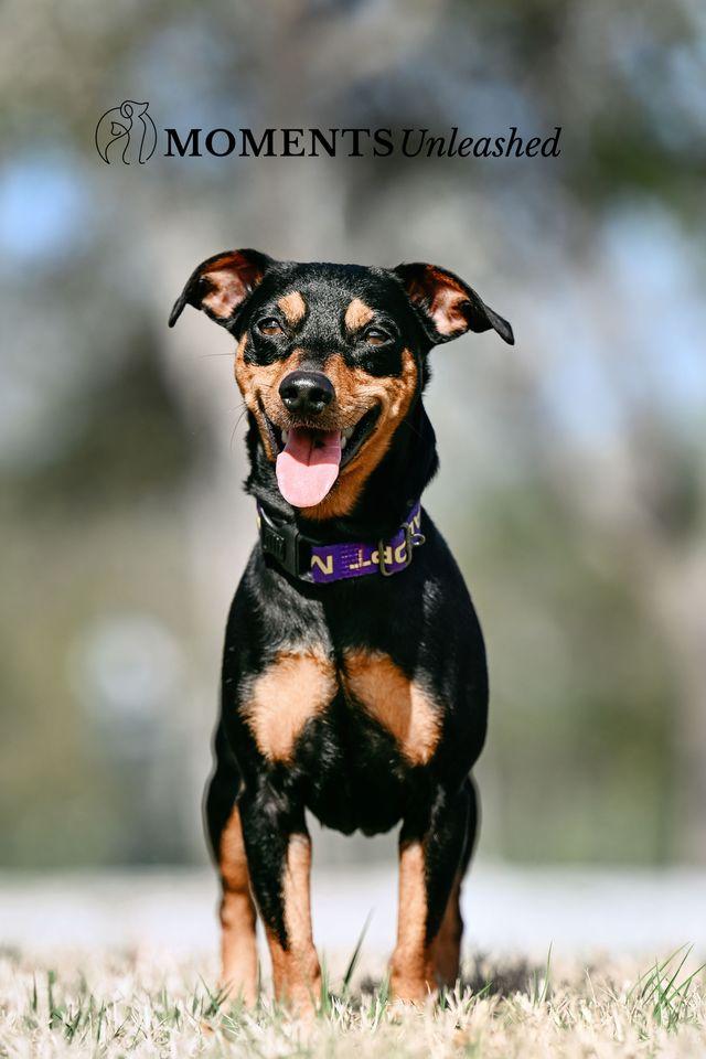 Enlarge Nero, a Adoptable Miniature Pinscher in Myakka City, FL image 4/4