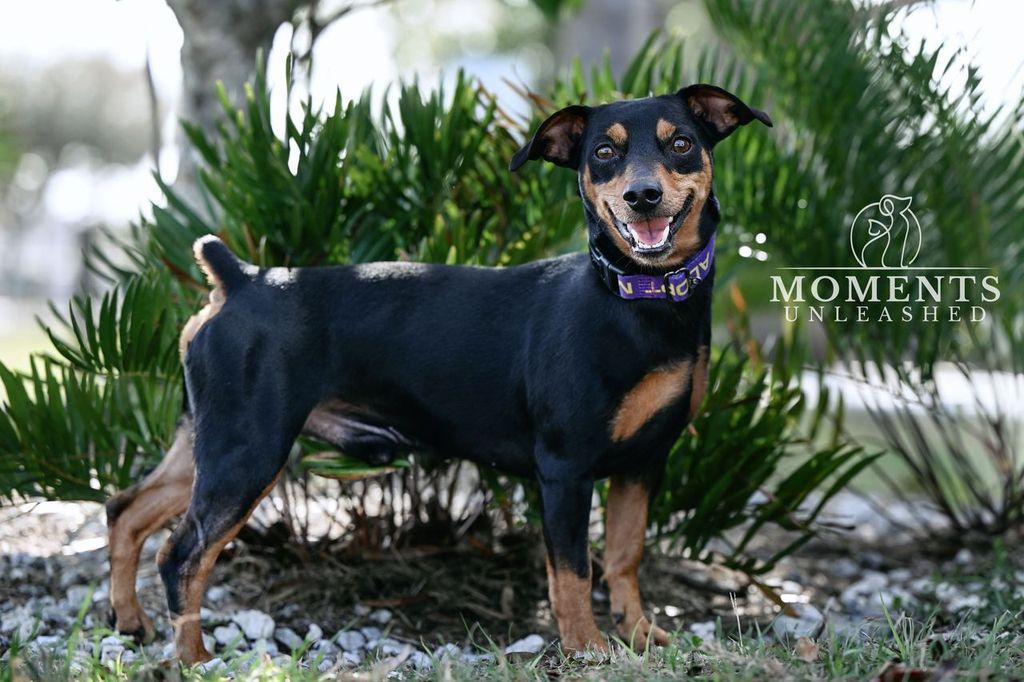 Enlarge Nero, a Adoptable Miniature Pinscher in Myakka City, FL image 3/4