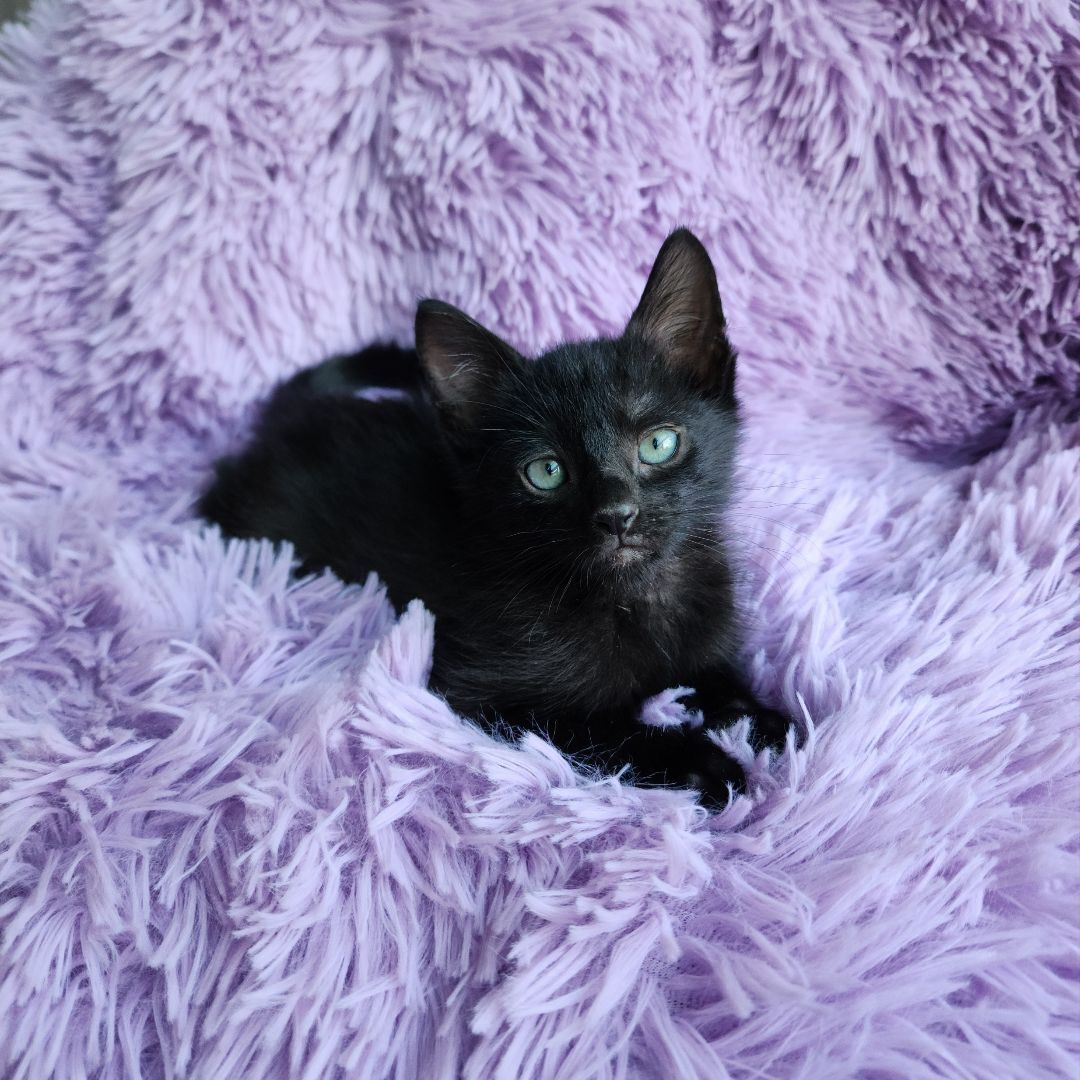 Enlarge Roku (Adoption Pending), a Adopted Domestic Short Hair in Atlanta, GA image 2/11