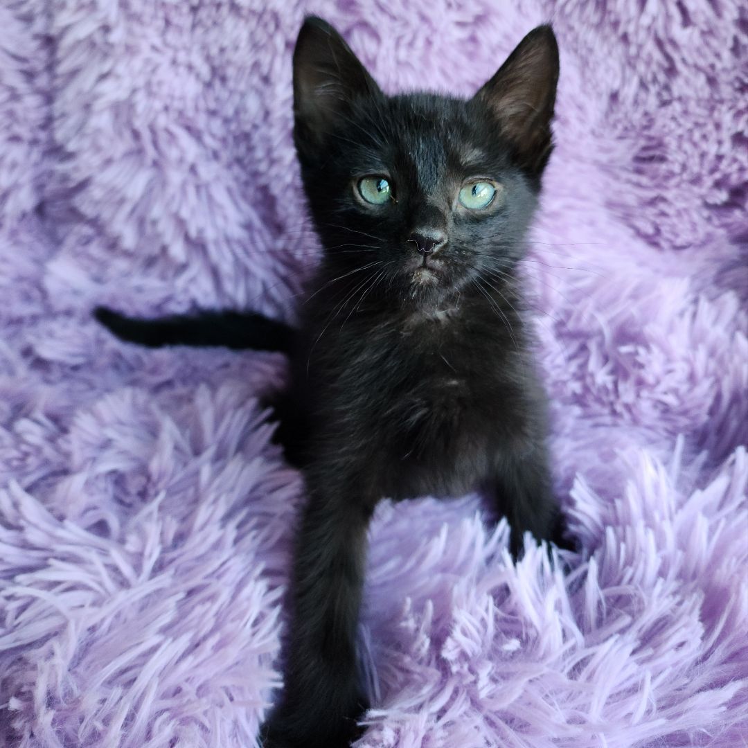 Enlarge Roku (Adoption Pending), a Adopted Domestic Short Hair in Atlanta, GA image 3/11