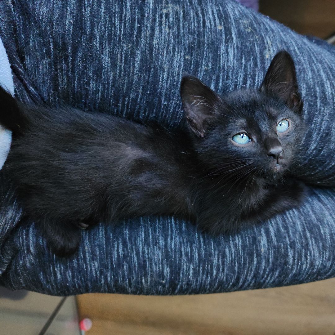 Enlarge Roku (Adoption Pending), a Adopted Domestic Short Hair in Atlanta, GA image 4/11