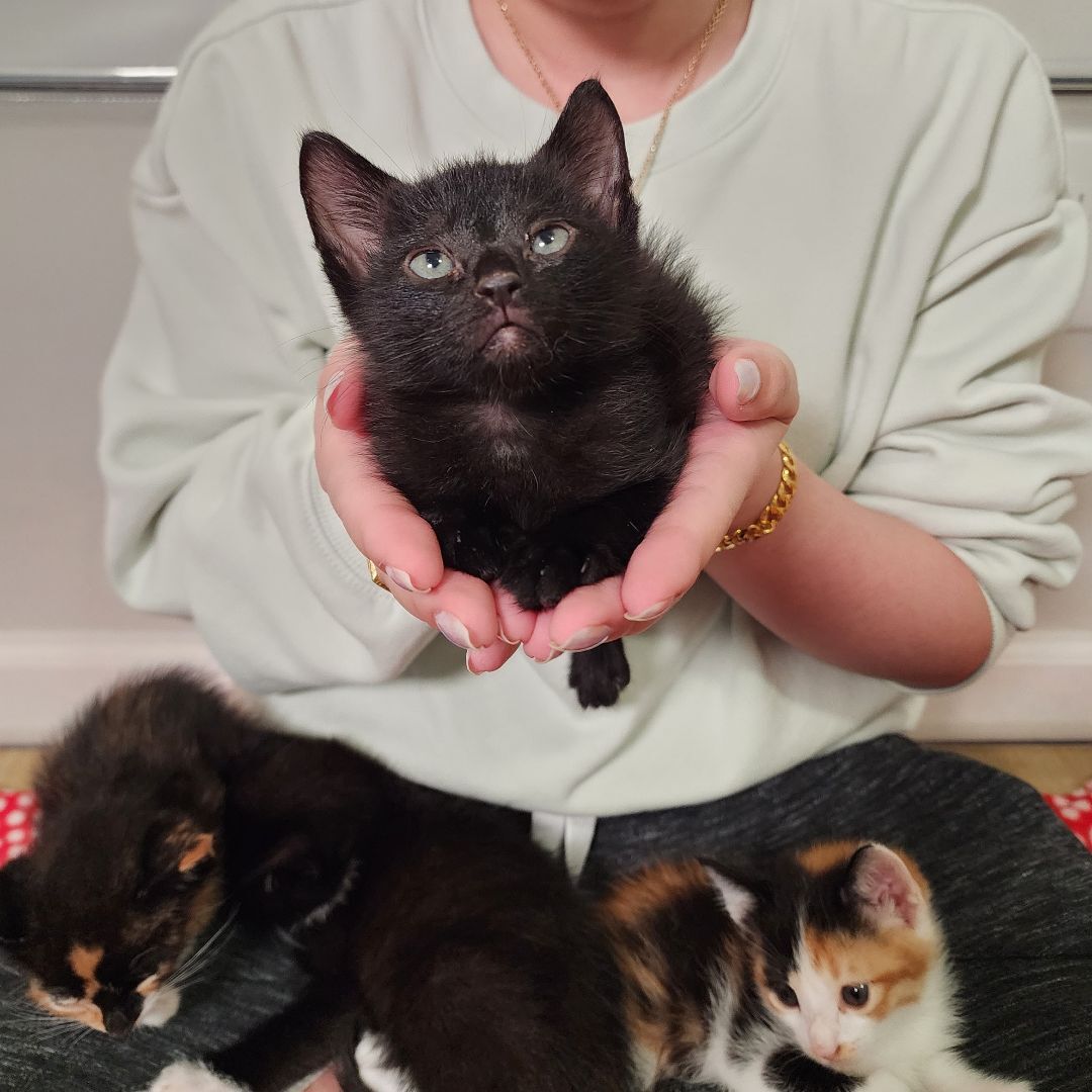 Enlarge Roku (Adoption Pending), a Adopted Domestic Short Hair in Atlanta, GA image 5/11