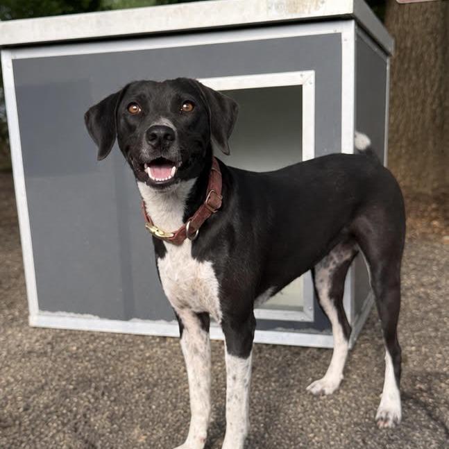Enlarge Rubi, a Adoptable Cattle Dog in Green Forest, AR image 1/2