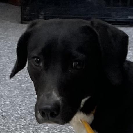 Enlarge Rubi, a Adoptable Cattle Dog in Green Forest, AR image 1/1