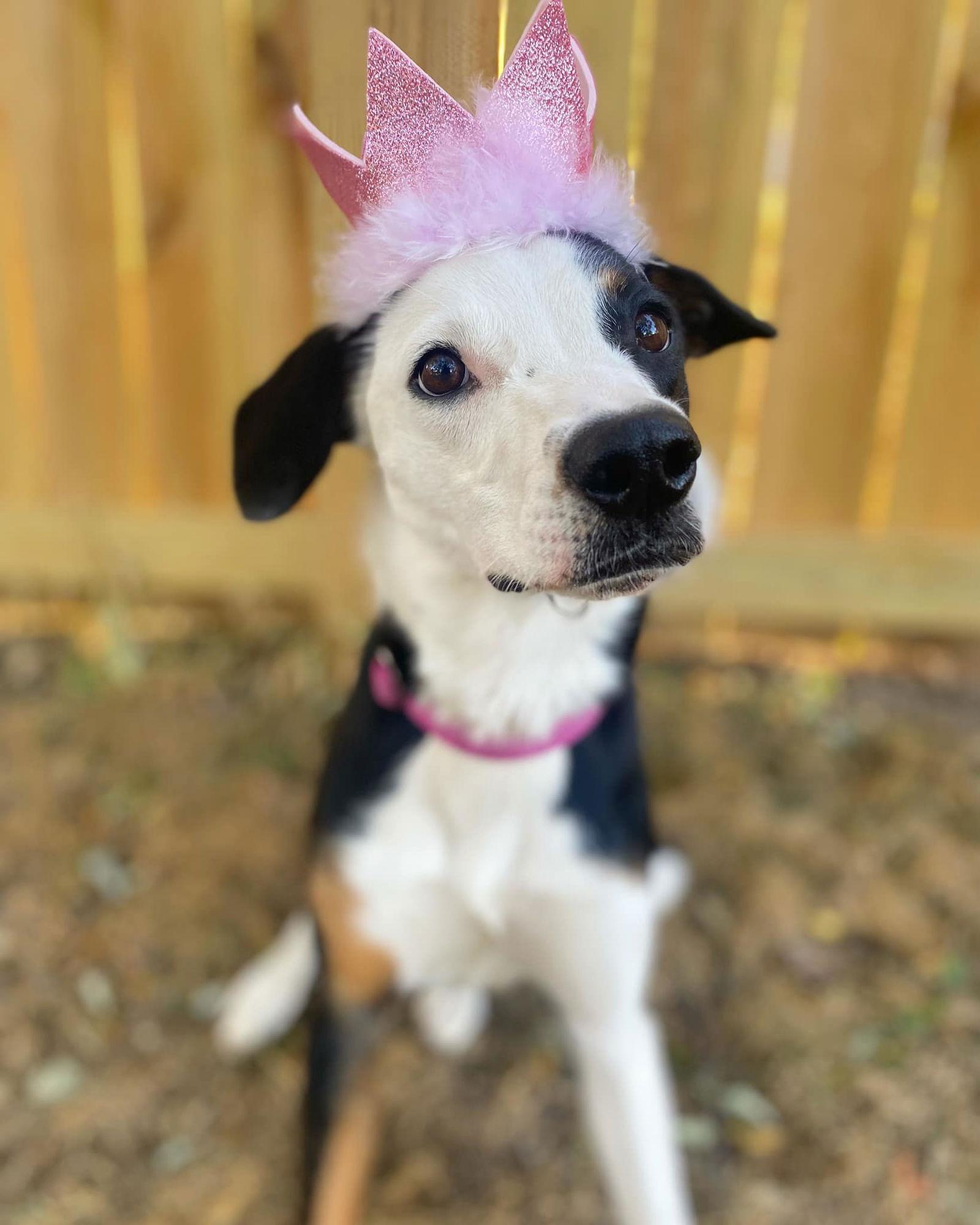 Gail, Adoptable, Young Female Border Collie & Beagle.