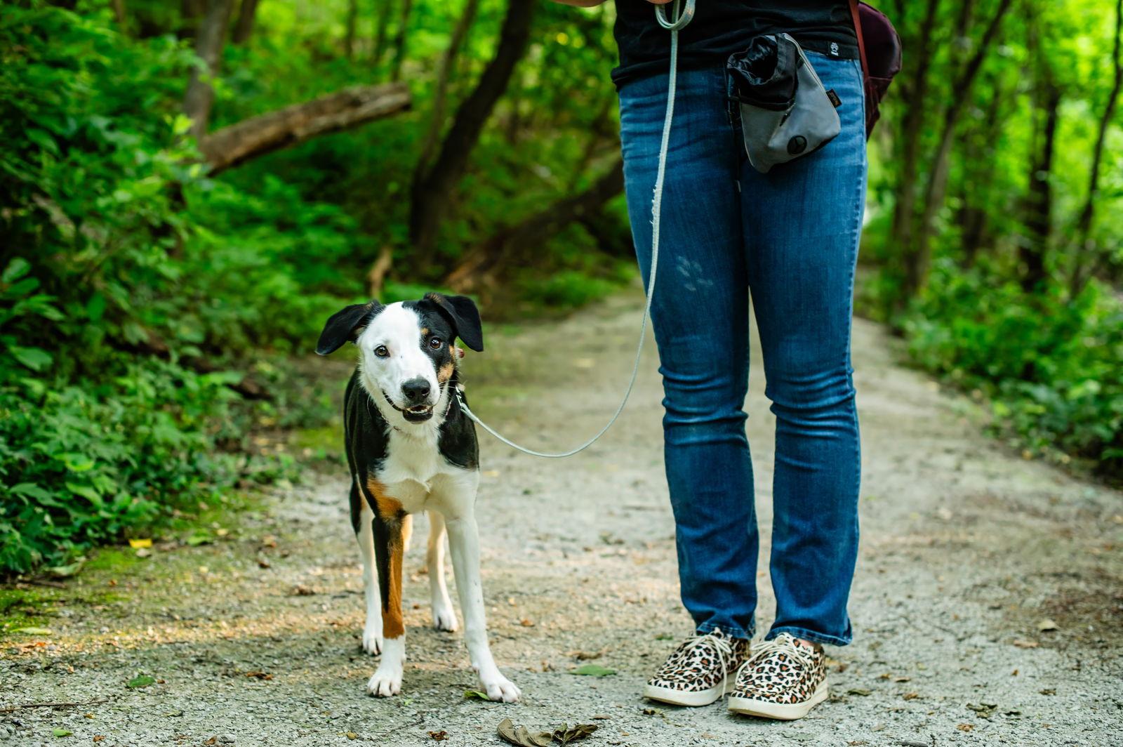 Gail, a Adoptable mixed breed in Council Bluffs, IA image 2/3