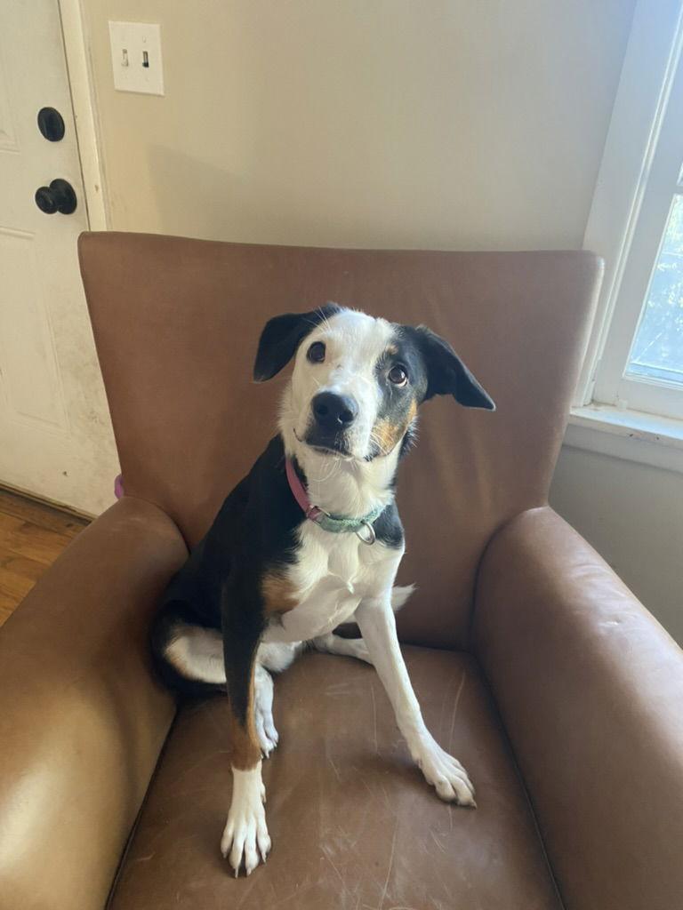 Gail, a Adoptable mixed breed in Council Bluffs, IA image 3/3