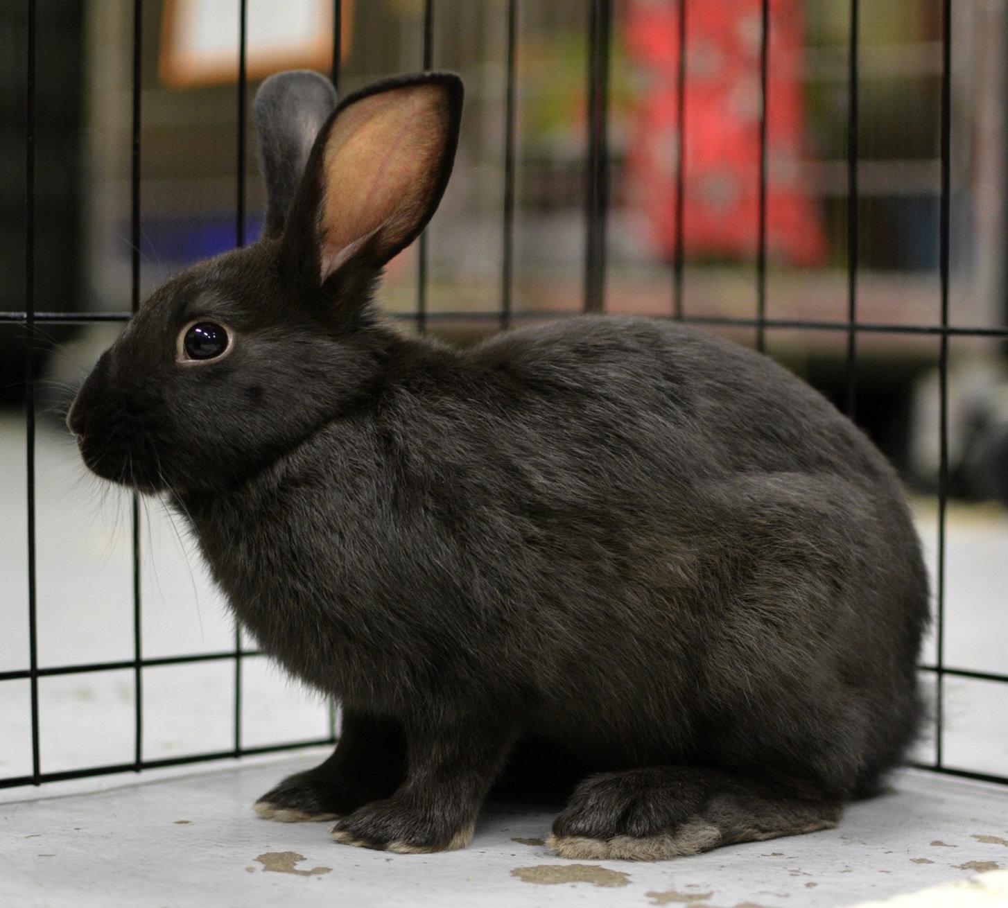 Ziggy (bonded w/ Bowie), Adoptable, Young Female American.