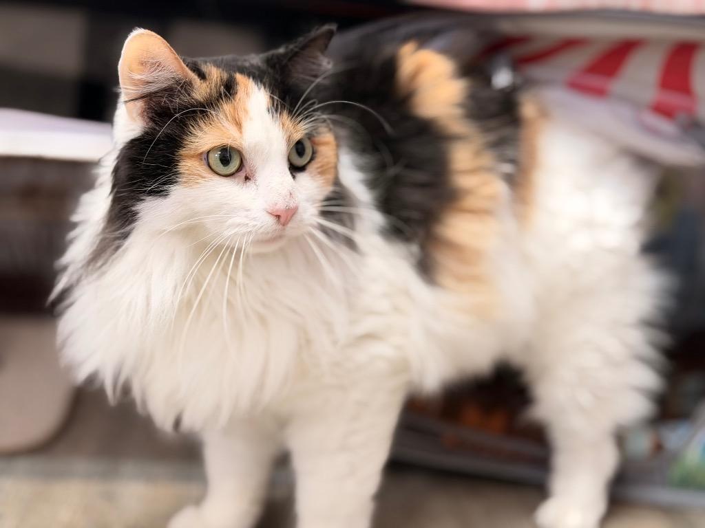 Enlarge Squeegee, a Adoptable mixed breed in Peru, NY image 1/3