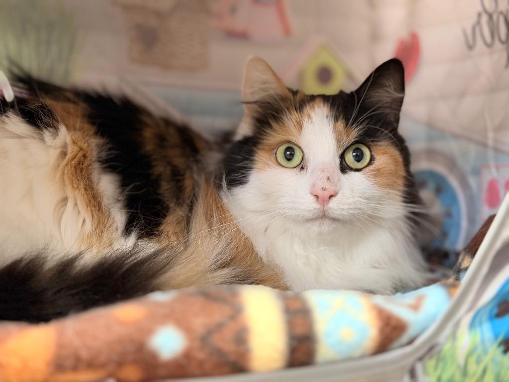 Enlarge Squeegee, a Adoptable mixed breed in Peru, NY image 2/3