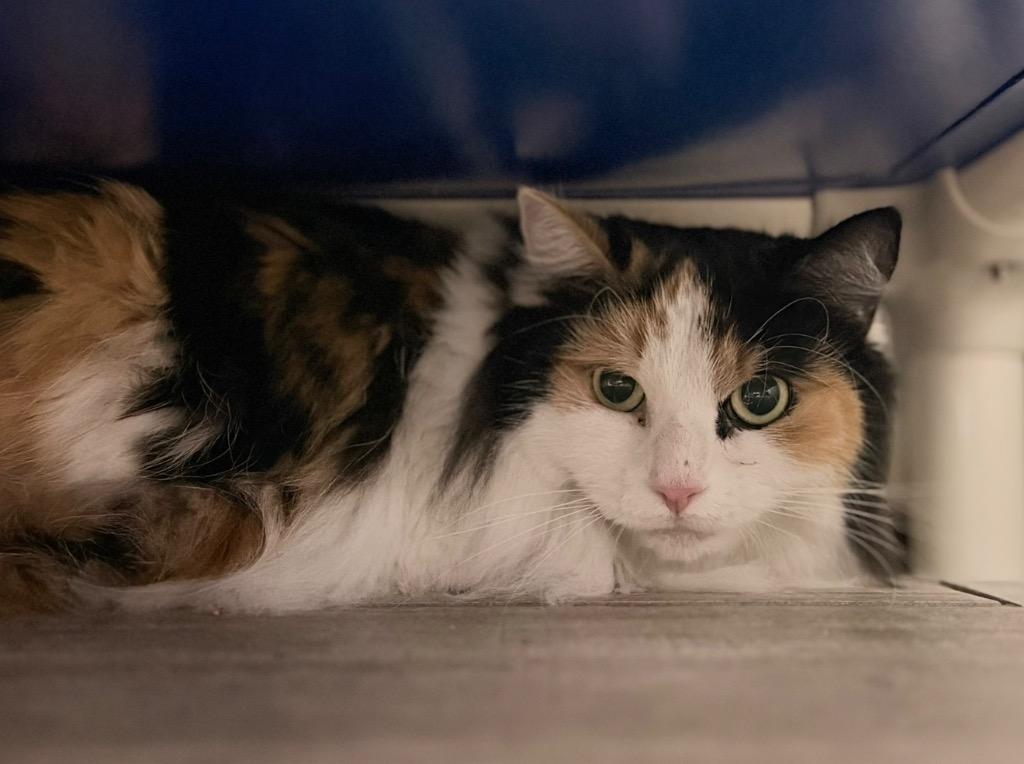 Enlarge Squeegee, a Adoptable mixed breed in Peru, NY image 3/3