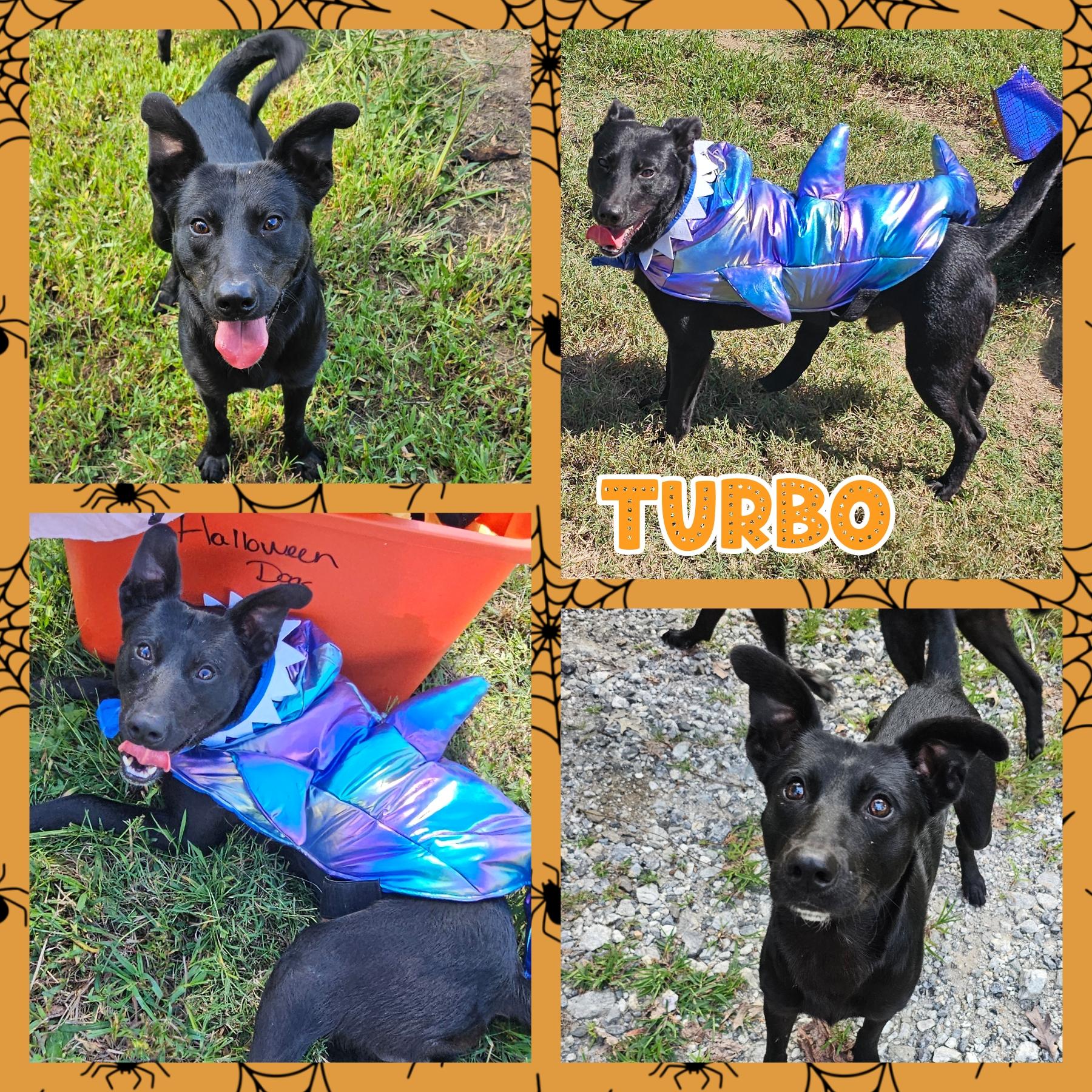 Turbo, Adoptable, Young Male German Shepherd Dog & Border Collie.