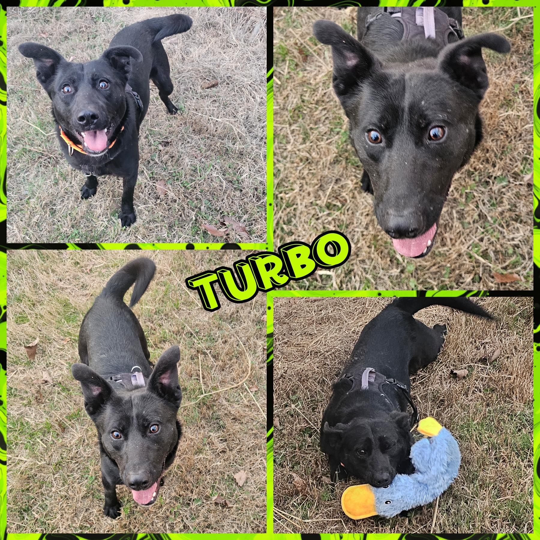 Turbo, adoptable, Young Male German Shepherd Dog & Border Collie.