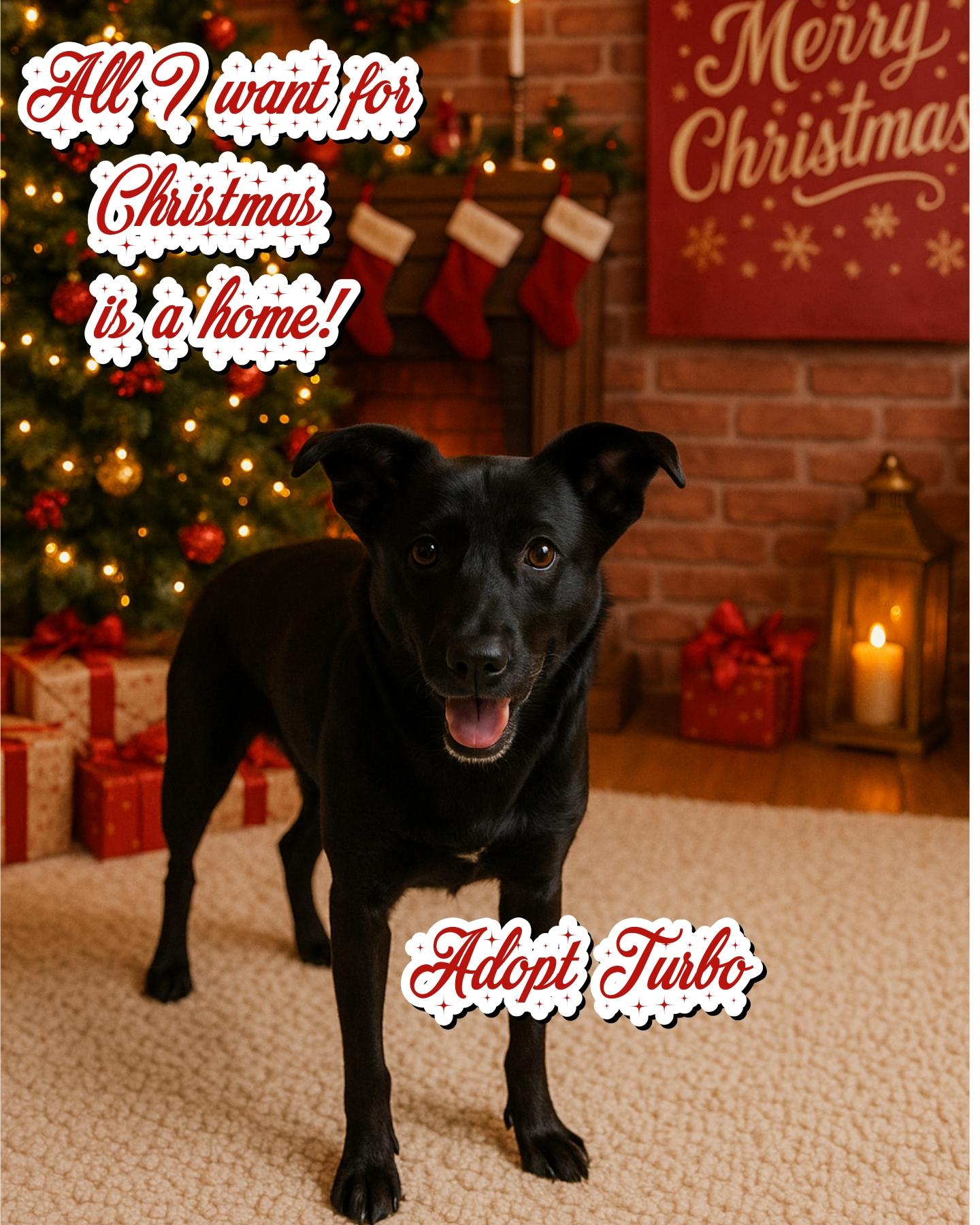 Turbo, Adoptable, Young Male German Shepherd Dog & Border Collie.