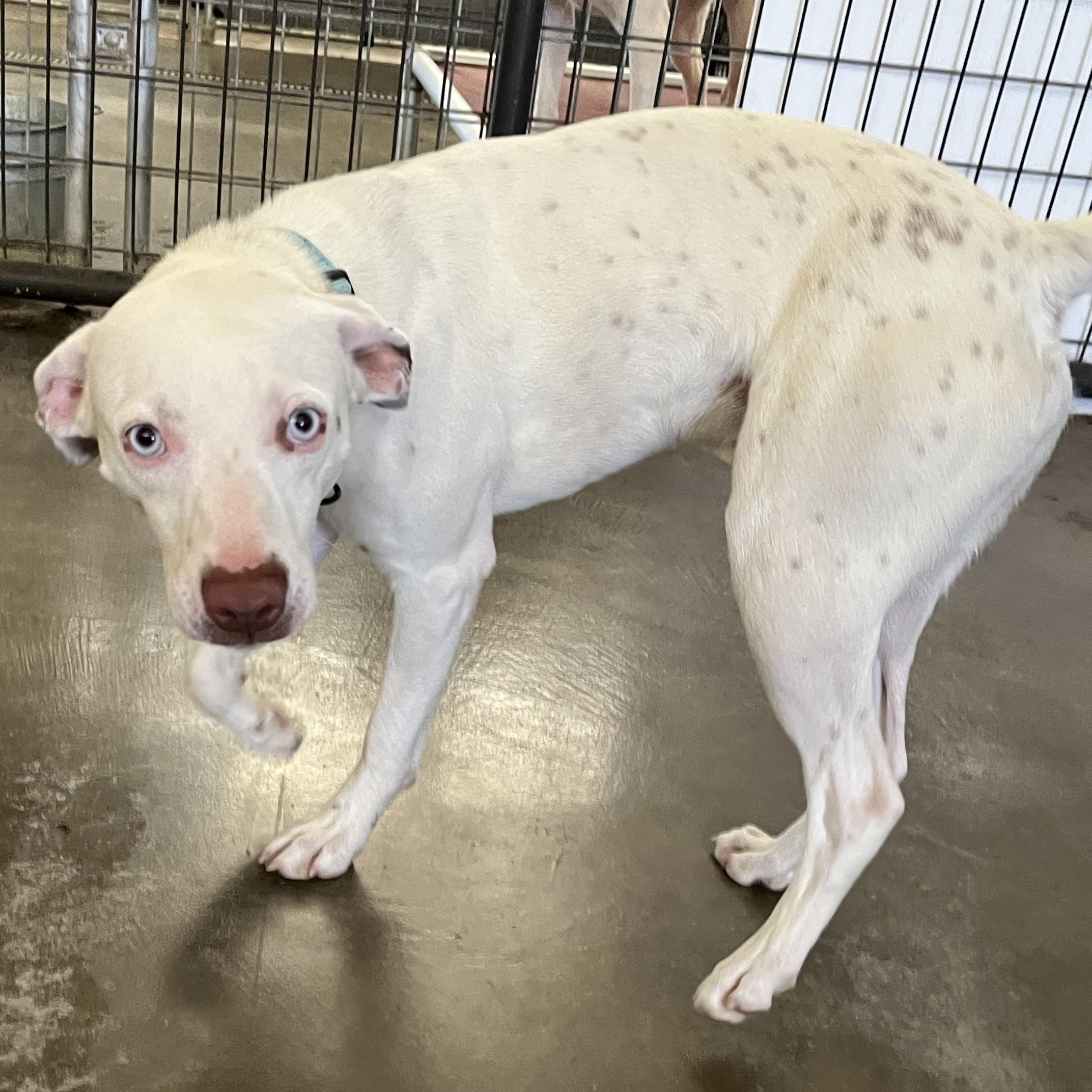 Hank, a ADOPTABLE mixed breed in Washington, PA image 5/6
