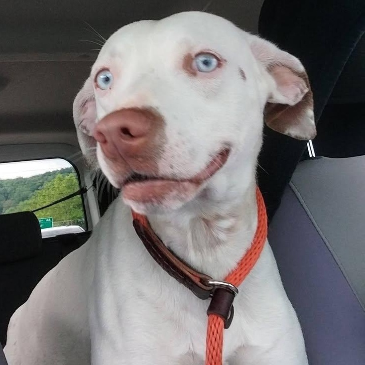 Hank, ADOPTABLE, Young Male Mixed Breed.