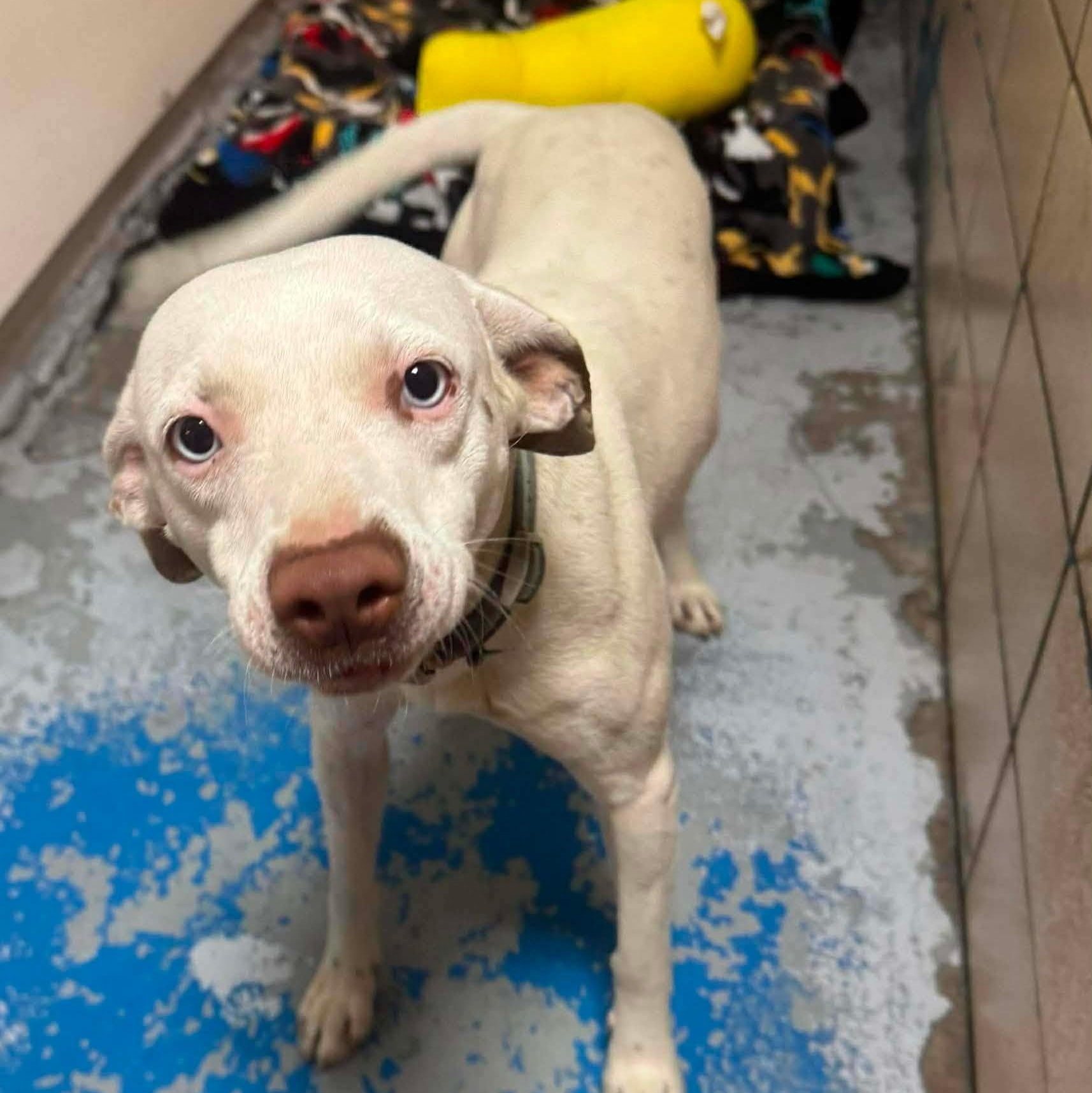 Hank, a ADOPTABLE mixed breed in Washington, PA image 2/6