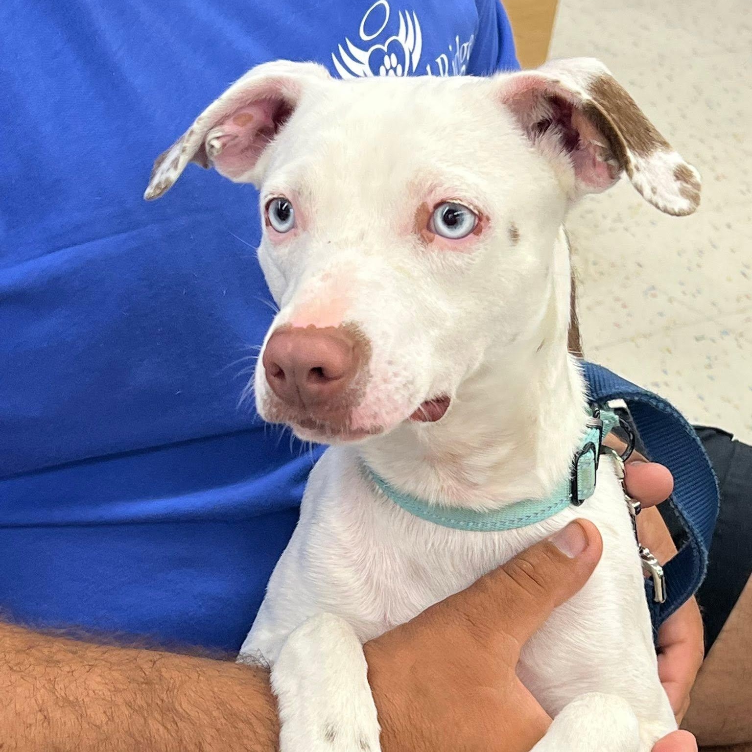 Hank, ADOPTABLE, Young Male Mixed Breed.