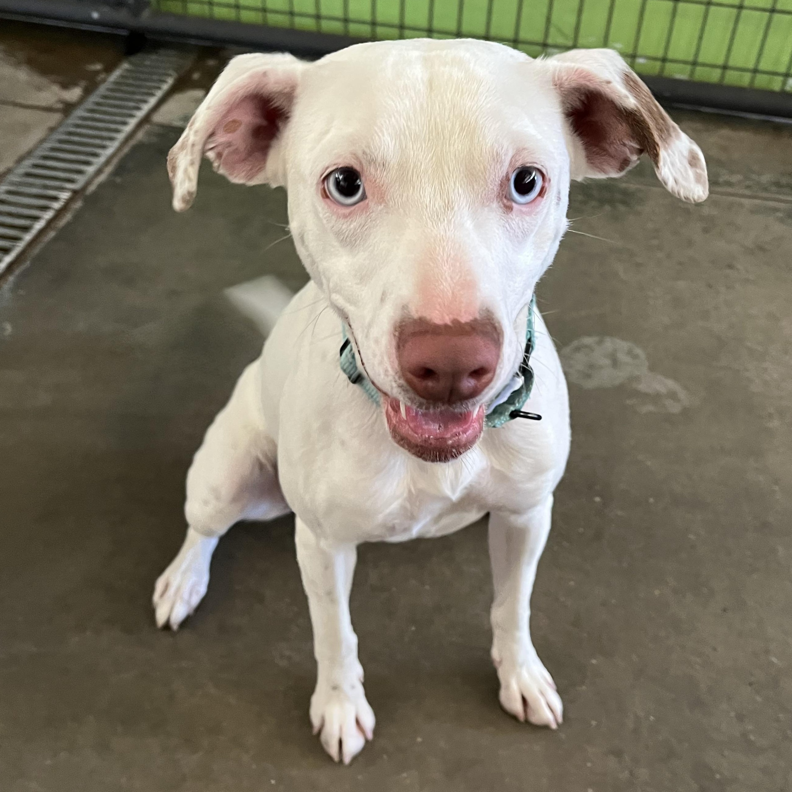 Hank, a ADOPTABLE mixed breed in Washington, PA image 6/6