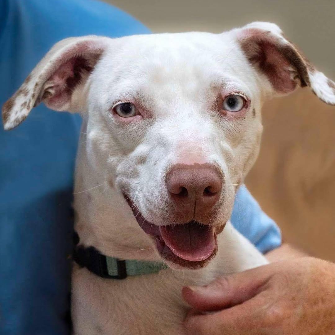 Enlarge Hank, a ADOPTABLE mixed breed in Washington, PA image 2/6