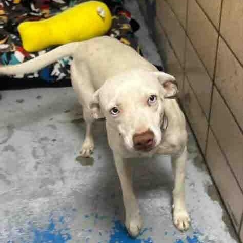Hank, a ADOPTABLE mixed breed in Washington, PA image 4/6