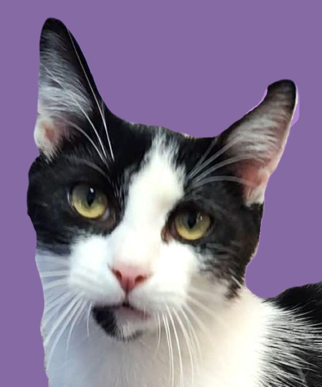 Lily — thumbnail 4