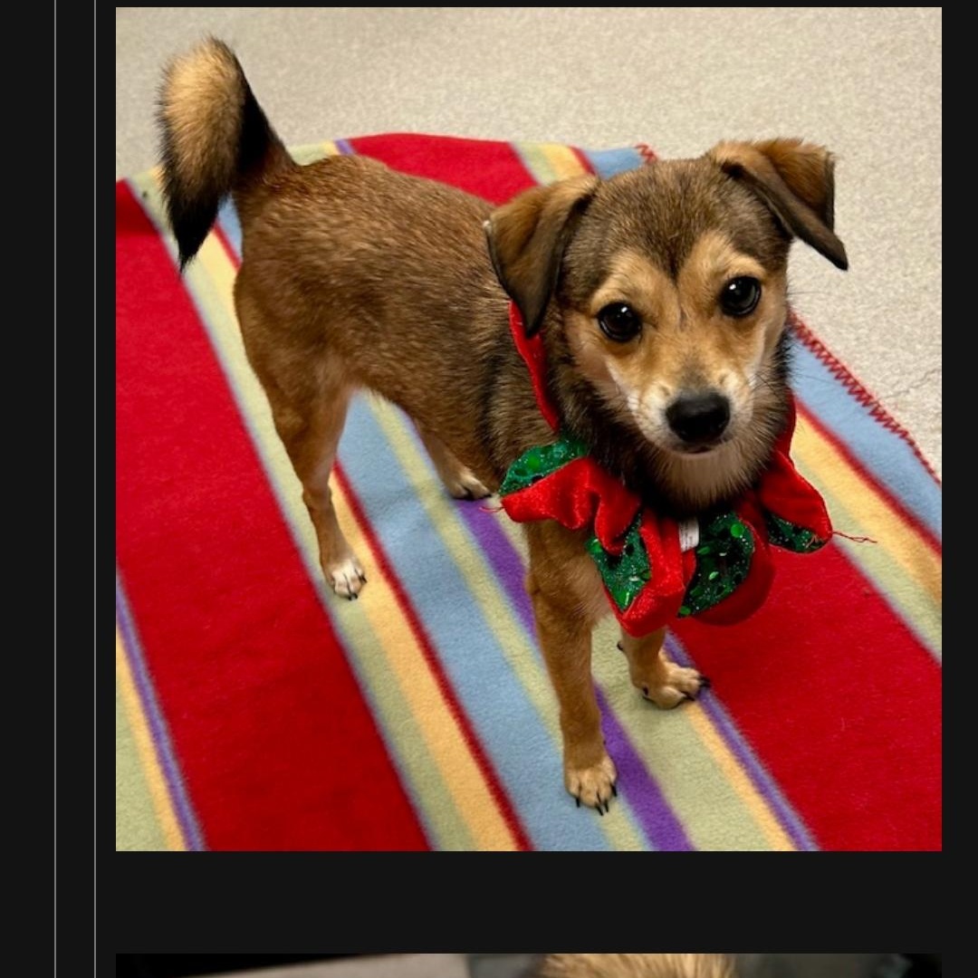 Enlarge Twinkle, a Adopted mixed breed in Dallas, TX image 1/4