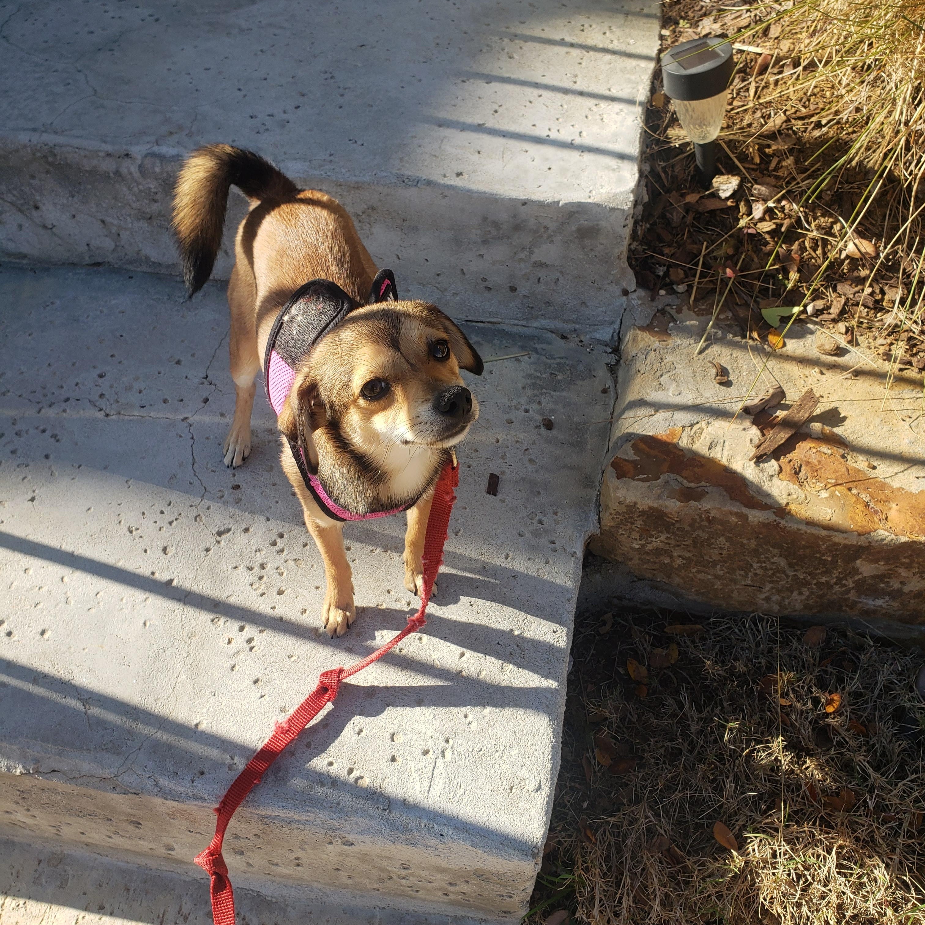 Twinkle, Adopted, Young Female Australian Terrier.