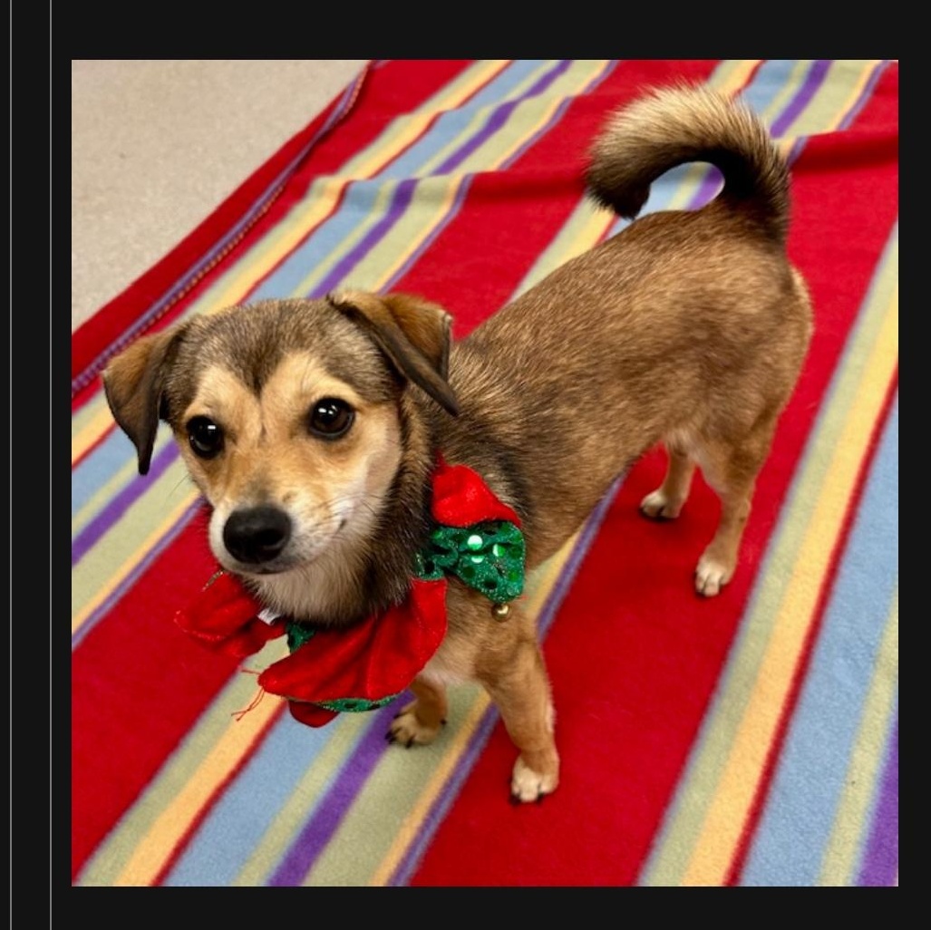 Enlarge Twinkle, a Adopted mixed breed in Dallas, TX image 3/4