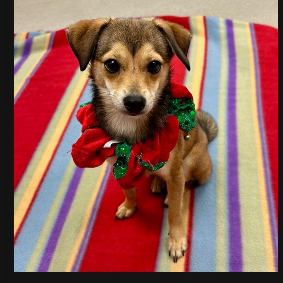 Enlarge Twinkle, a Adopted mixed breed in Dallas, TX image 4/4