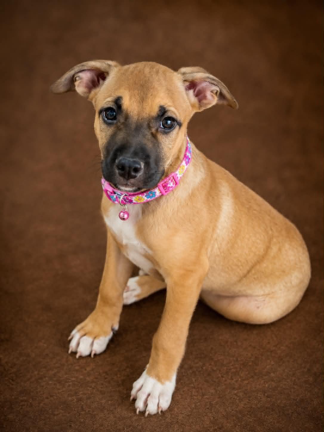 Ravioli, adopted, Puppy Female Boxer & Terrier.