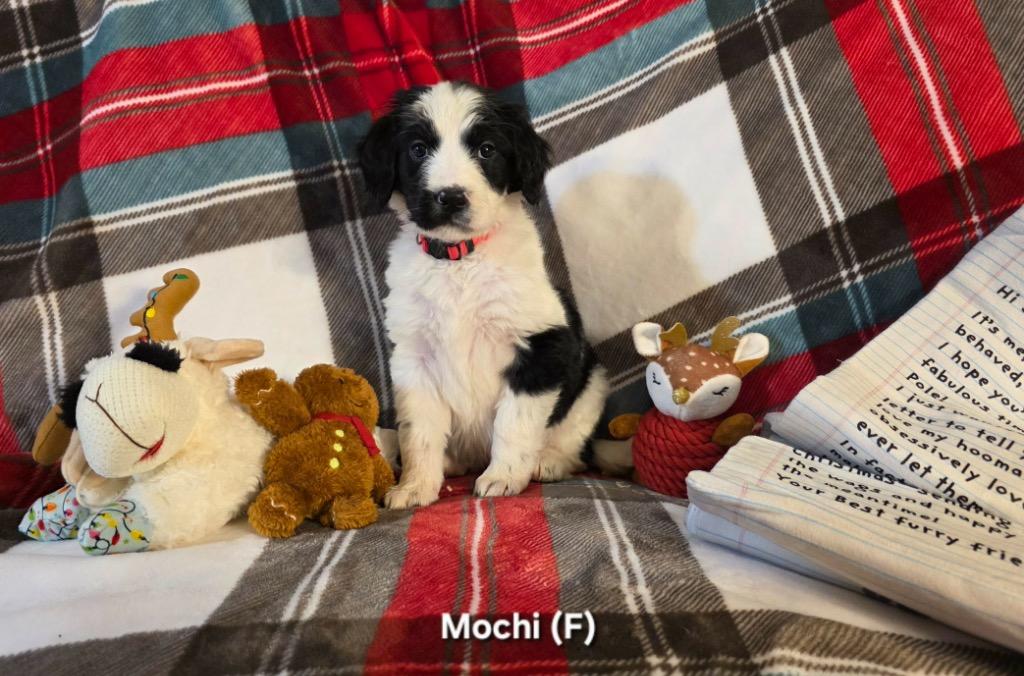 Enlarge Mochi, a Adopted Bernese Mountain Dog in Liverpool, NY image 1/1