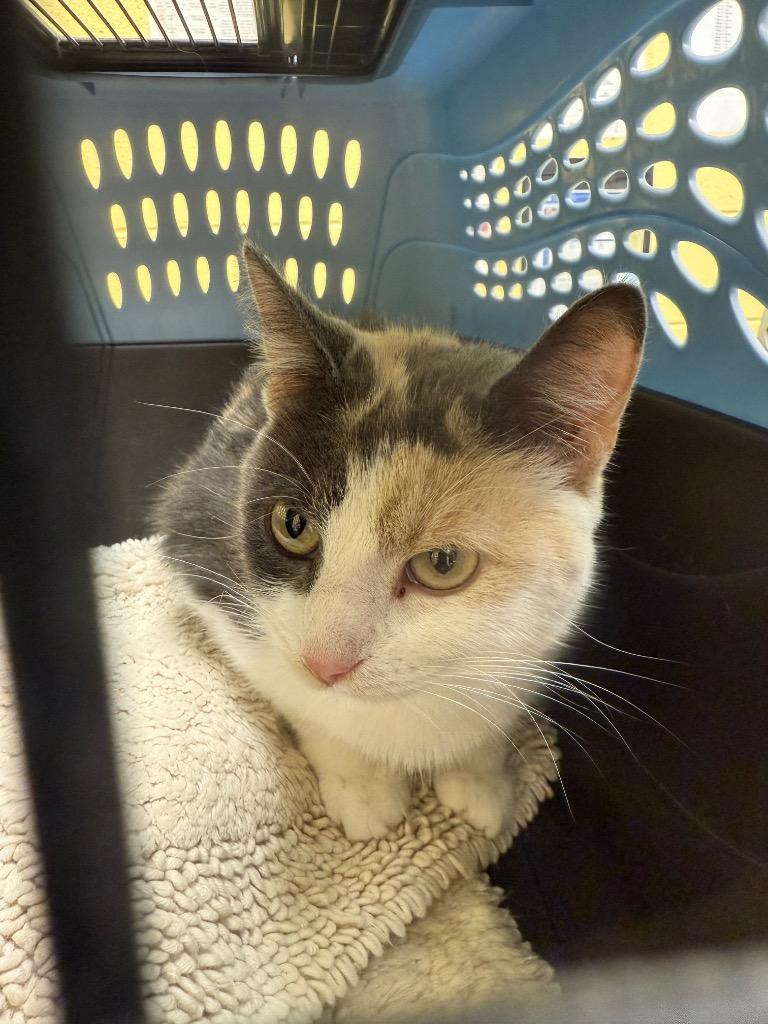 Enlarge LUCY, a Adopted mixed breed in Crossville, TN image 1/1