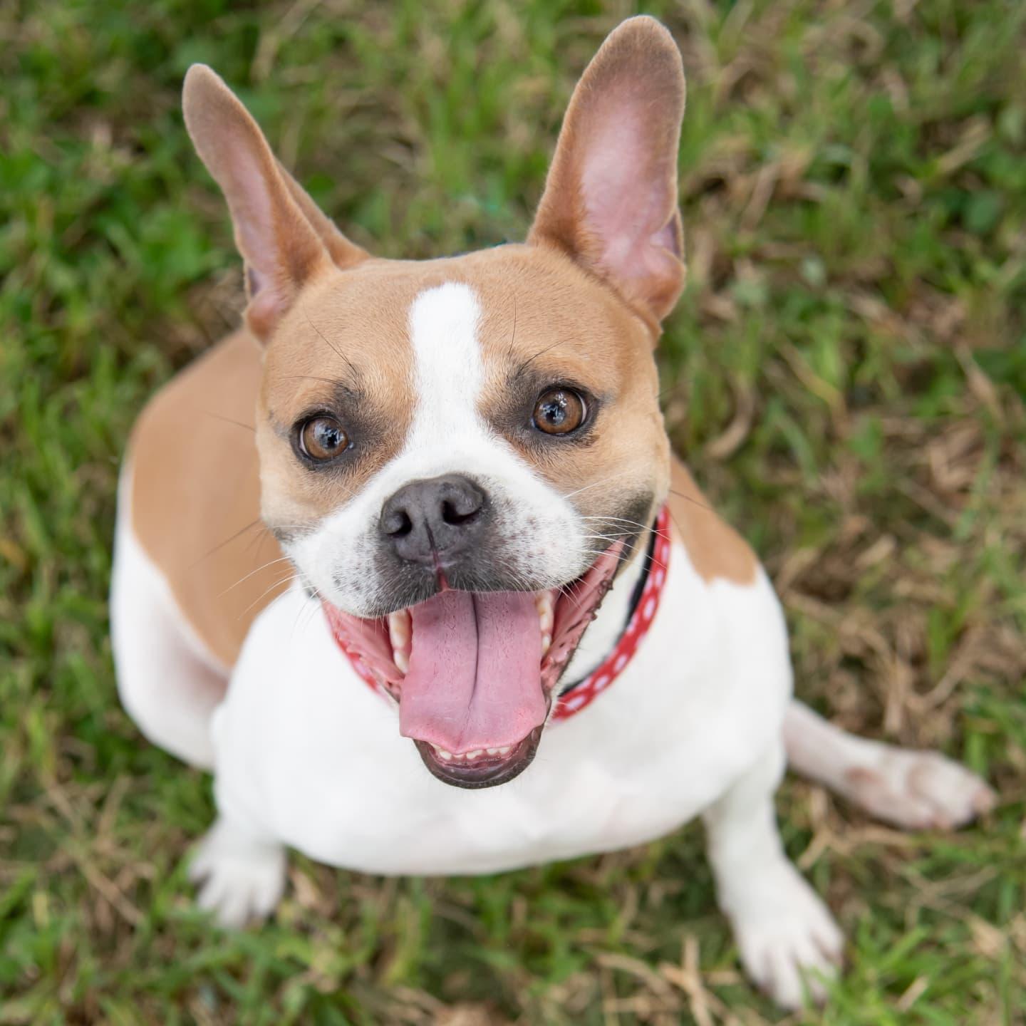 Lucia - FOSTER TO ADOPT OR ADOPTION