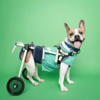 Lucia - FOSTER TO ADOPT OR ADOPTION, Adoptable, Young Female French Bulldog.