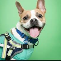 Enlarge Lucia - FOSTER TO ADOPT OR ADOPTION, a Adoptable mixed breed in Miami, FL image 3/6