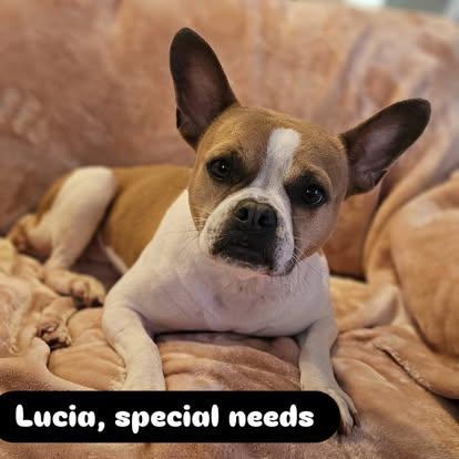 Lucia - FOSTER TO ADOPT OR ADOPTION