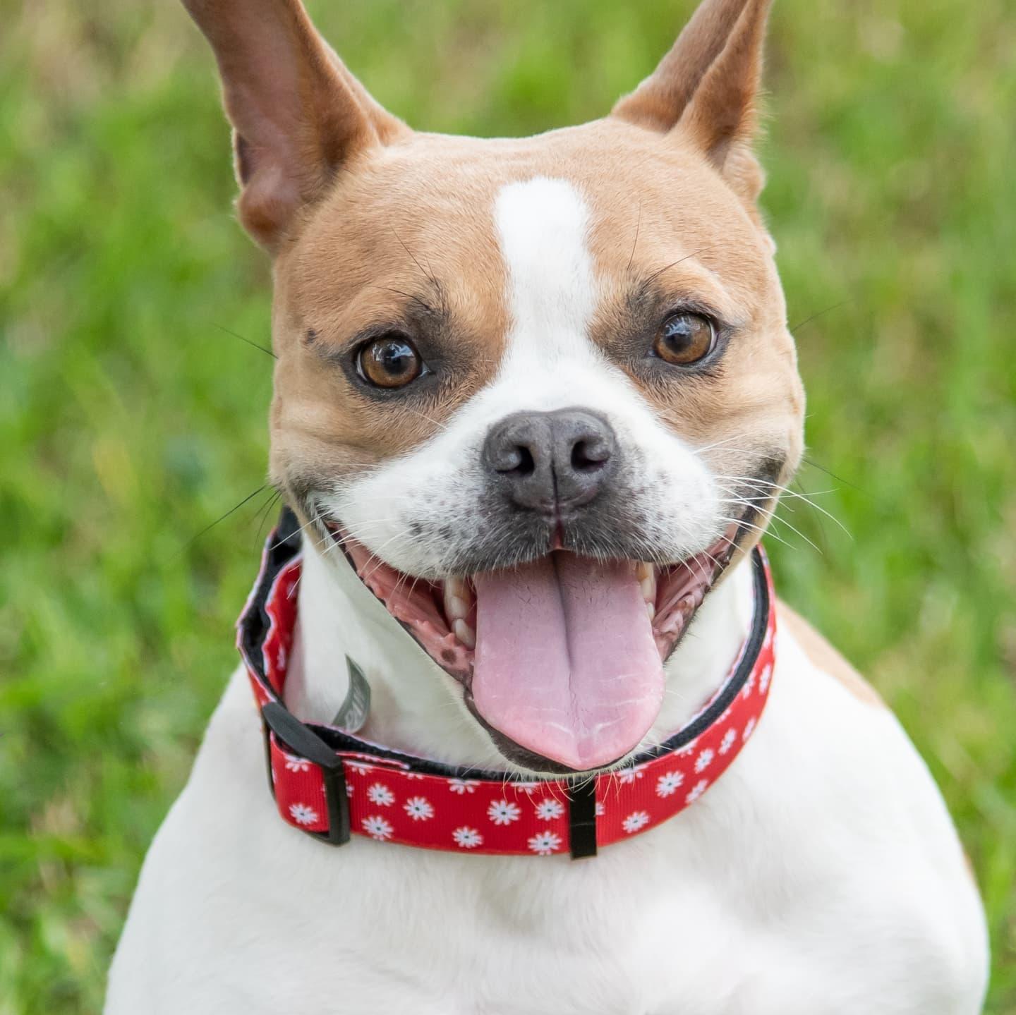 Enlarge Lucia - FOSTER TO ADOPT OR ADOPTION, a Adoptable mixed breed in Miami, FL image 5/6