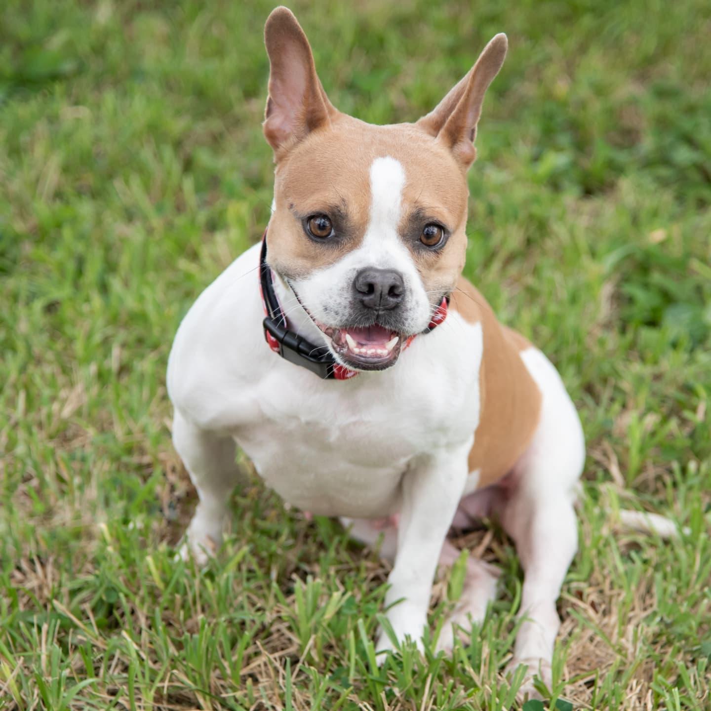 Enlarge Lucia - FOSTER TO ADOPT OR ADOPTION, a Adoptable mixed breed in Miami, FL image 6/6