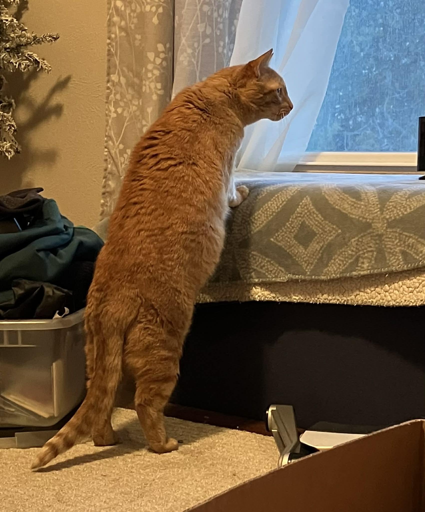 Enlarge Olive, an adopted Domestic Short Hair in Albany, NY image 3/6