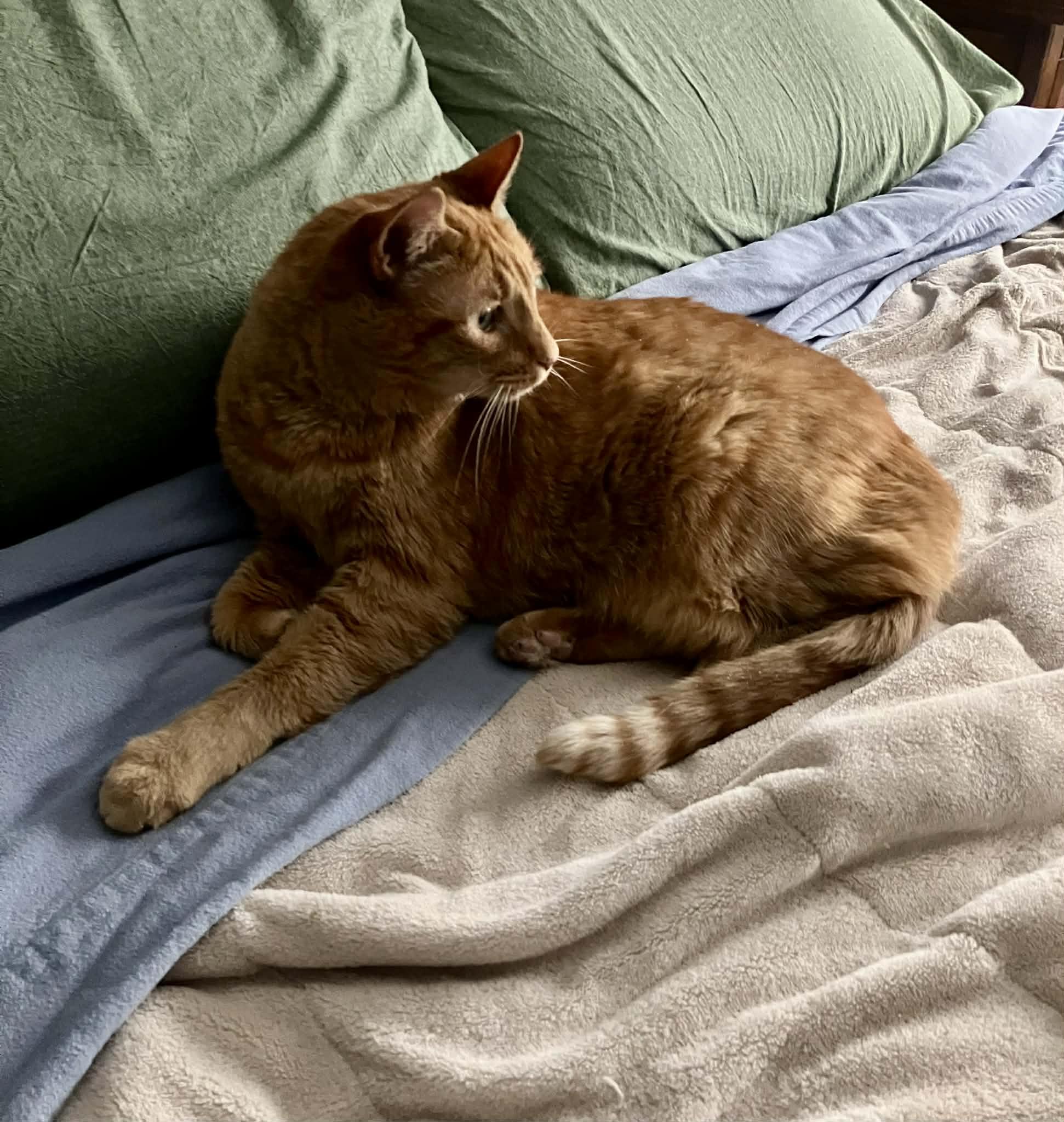 Enlarge Olive, an adopted Domestic Short Hair in Albany, NY image 6/6